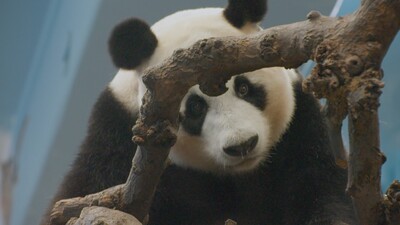 Het echte leven in de dierentuin