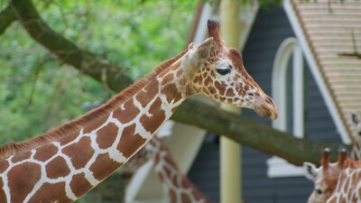 Het echte leven in de dierentuin