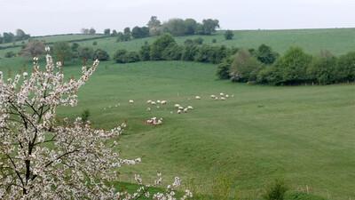 Vroege Vogels