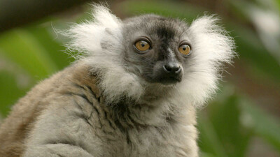 Het echte leven in de dierentuin