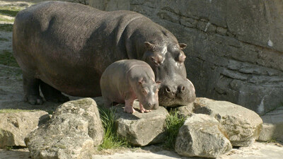 Het echte leven in de dierentuin