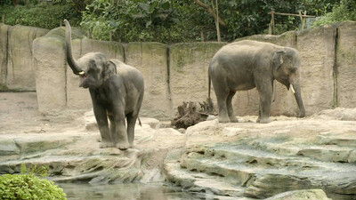 Het echte leven in de dierentuin