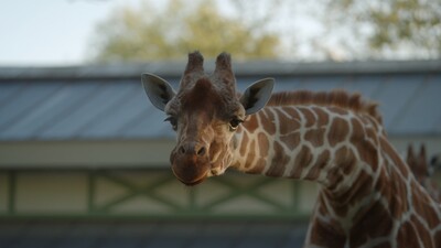 Bij ons in de Dierentuin