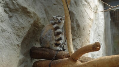 Bij ons in de Dierentuin