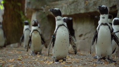 Bij ons in de Dierentuin