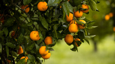 Wie is de Mol? 25 jaar