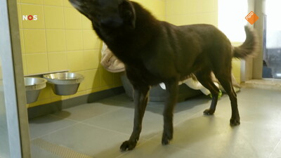 NOS Journaal in Makkelijke Taal