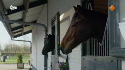 Zappsport
