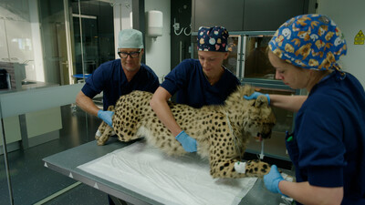 Op Safari
