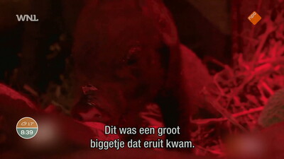 Goedemorgen Nederland