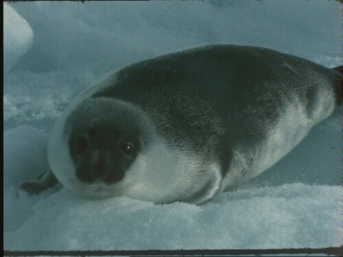 anderetijden zeehond