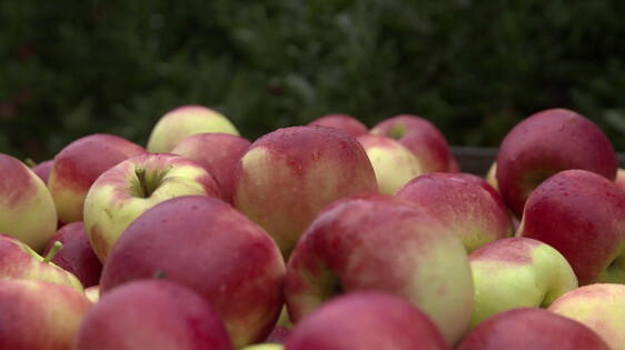 volgens Ontslag creëren Schooltv: Hoe komen appels in de winkel? - Oogsten, koelen, sorteren