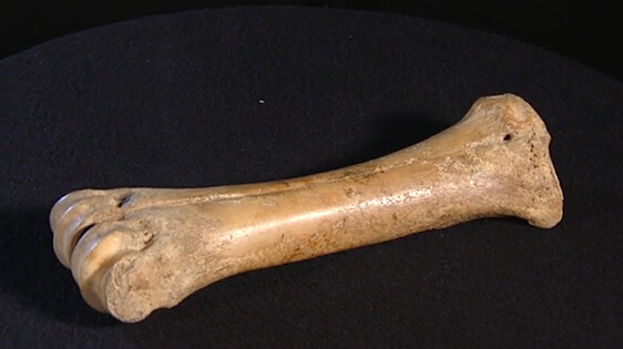 Schooltv: Je lichaam: botten - Interactieve schoolplaat door je skelet