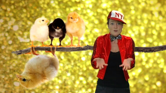 Schooltv Waarom Vallen Kippen Niet Van Hun Stok Als Ze Slapen Ze Hebben Klemmen Als Pootjes