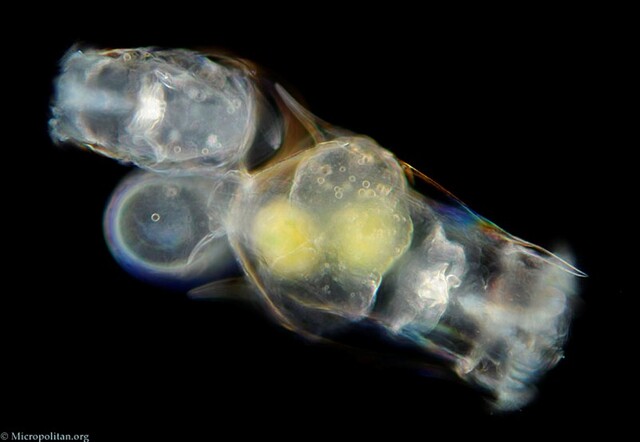 Brachionus