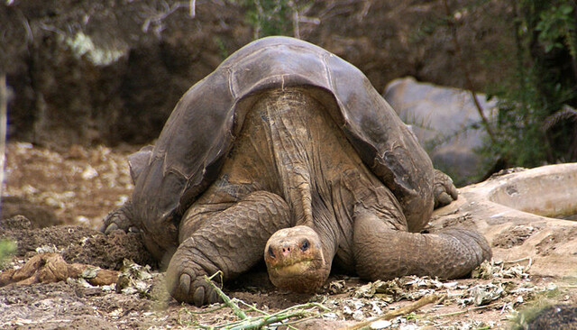 Noorderlicht - Lonesome George