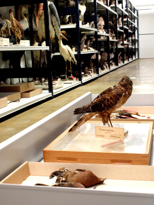 Noorderlicht Darwin Kiekendief naturalis Noorderlicht Darwin Kiekendief naturalis