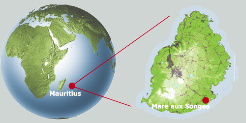 Noorderlicht - locatie dodomoeras Mauritius