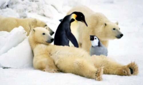 ijsbeer pinguin
