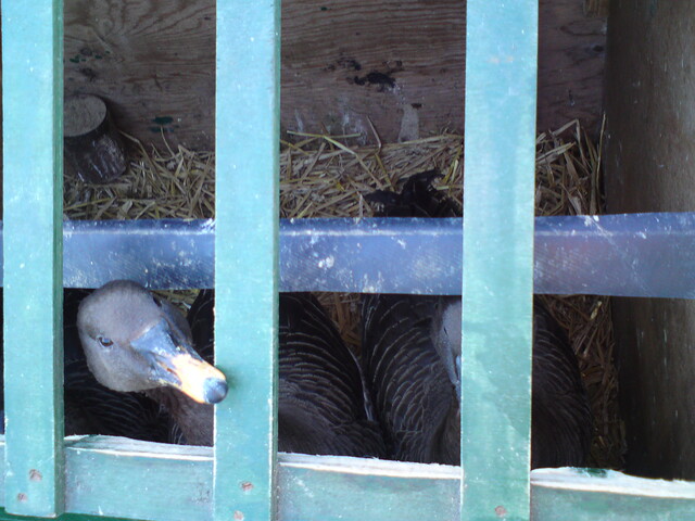 Noorderlicht - lokgans Noorderlicht - lokgans