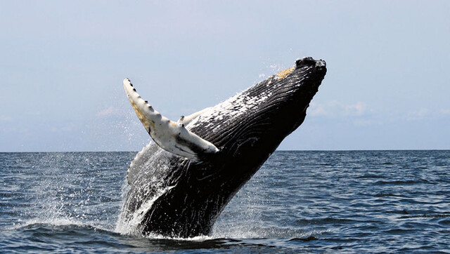 bultrug walvis bultrug walvis