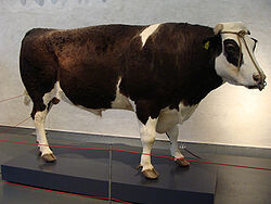 Stier Herman