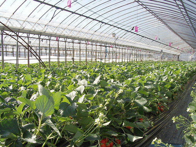 aardbeienkas