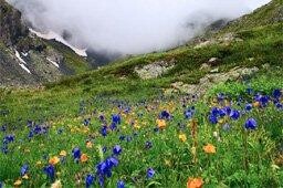 biodiversiteit alpen