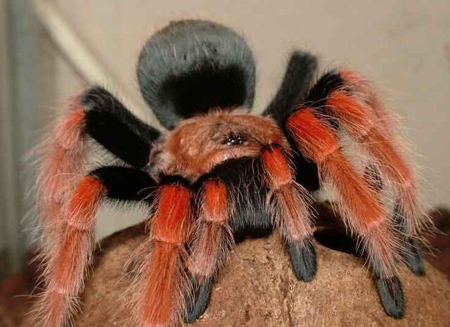 vogelspin vogelspin
