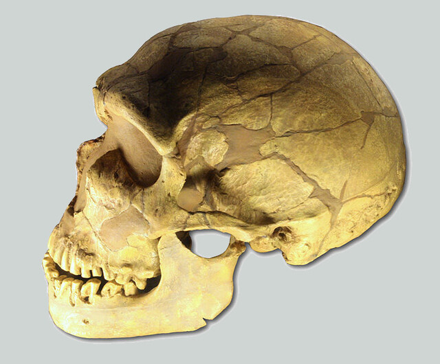 Noorderlicht - schedel Neanderthaler