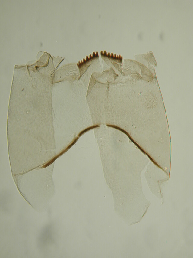 Enochironomus albipennis