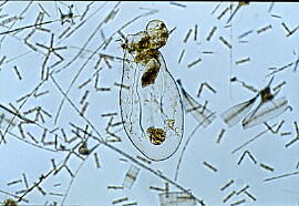asplanchna asplanchna