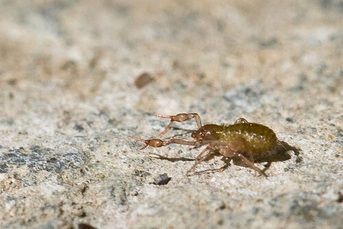 pseudoschorpioen pseudoschorpioen