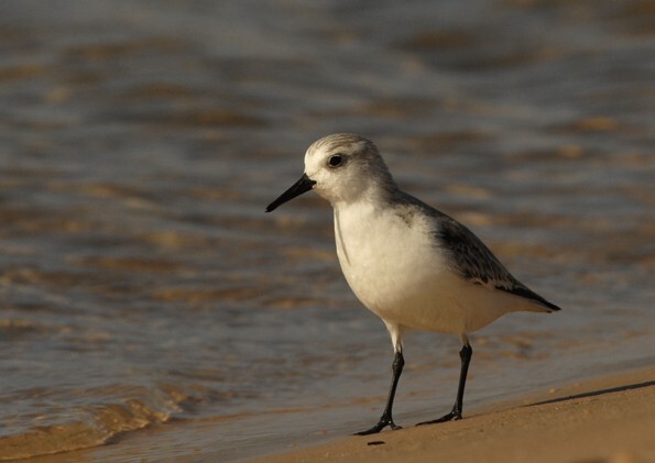 Drieteenstrandloper