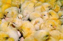 kuikens