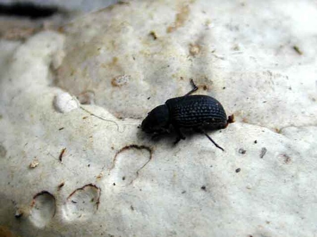 Bolitophagus reticulatus Bolitophagus reticulatus