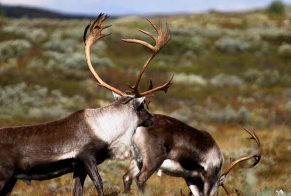 Rendieren in Lapland