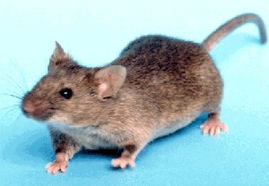muis muis