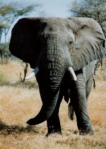 olifant