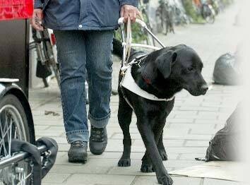 Blindegeleidehond