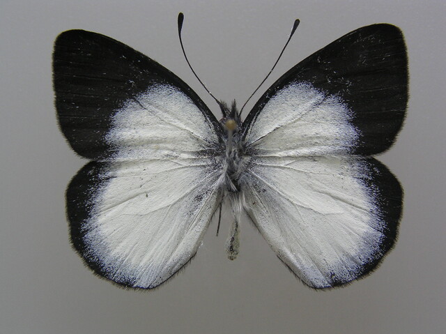foya vlinder