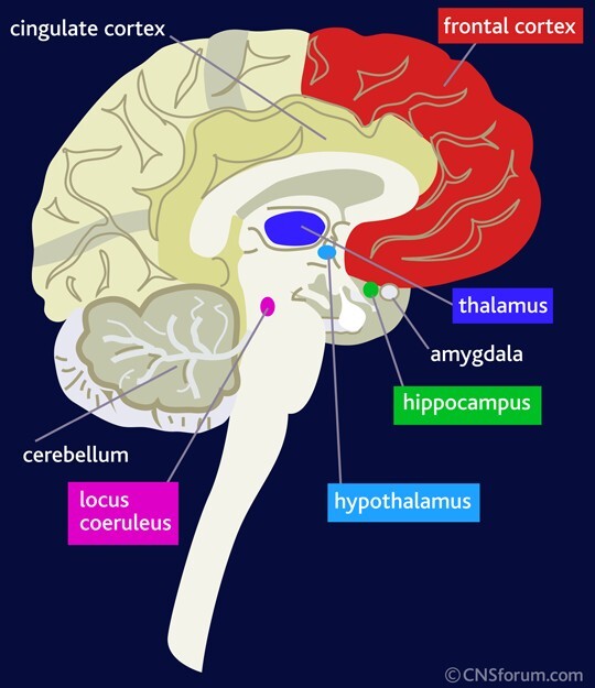 Schematische weergave van de hersengebieden die veranderen door een posttraumatisch stress-syndroom Schematische weergave van de hersengebieden die veranderen door een posttraumatisch stress-syndroom