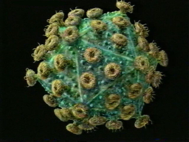 Noorderlicht nieuws: hiv Noorderlicht nieuws: hiv