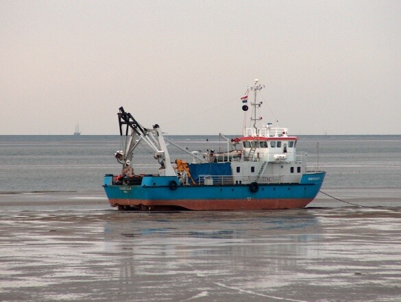 navicula