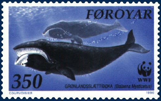 Groenlandse walvis Groenlandse walvis