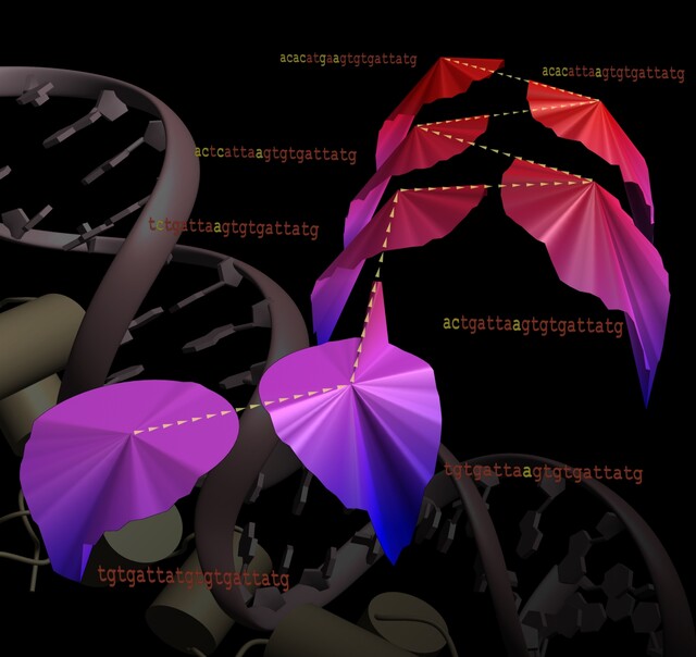 Visualisatie evolutie wisselwerking eiwit en DNA