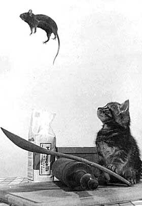 Kat en muis Kat en muis
