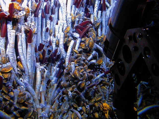Noorderlicht: webdoc vents heetwaterbronnen