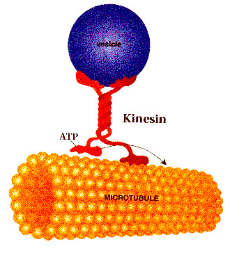 kinesine kinesine