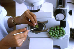 erwten onder de microscoop erwten onder de microscoop